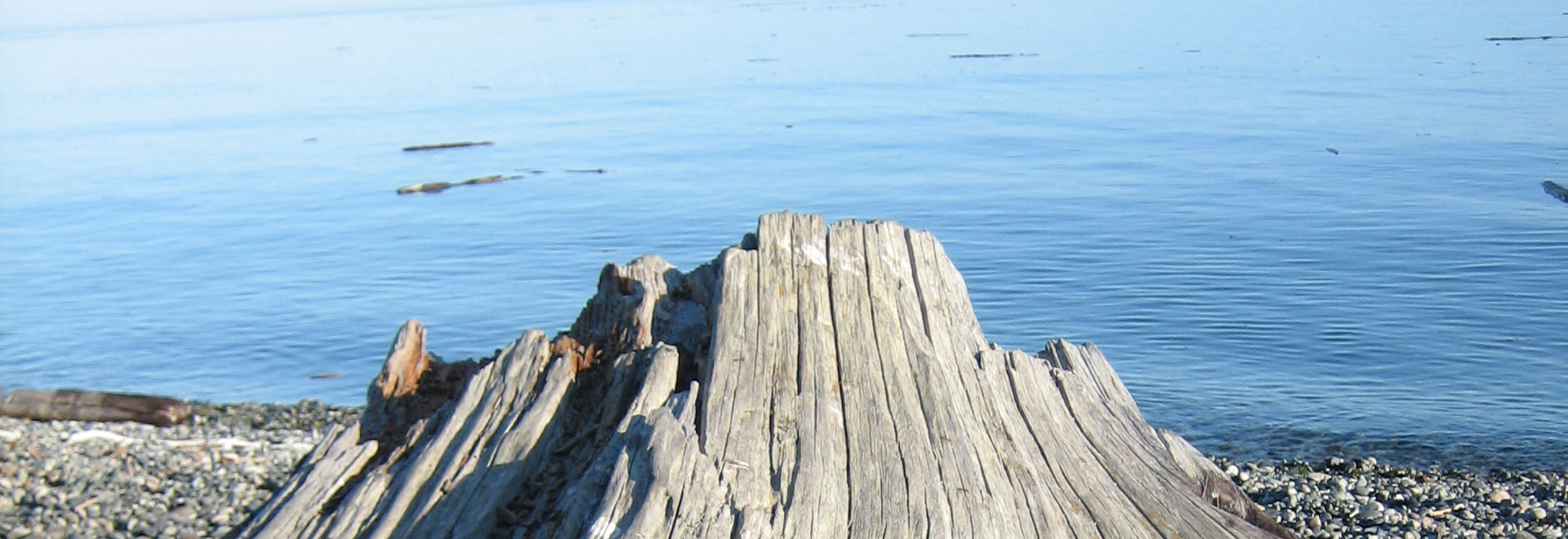 U.S. Tax Victoria - driftwood on the beach